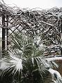 Neve (66)